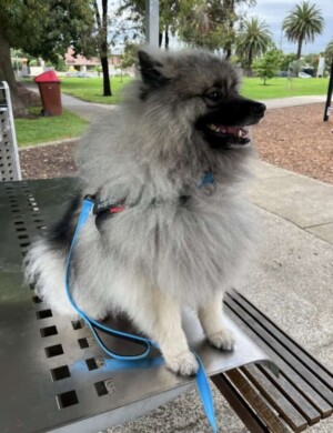 benny the keeshond by ann b