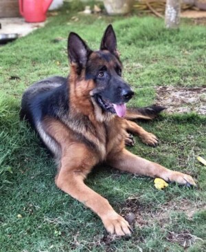 bond the gsd by hong jun c