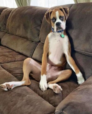 boxer dog give me the remote by shannon a
