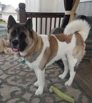 brodie the akita by lorenzo h (1)