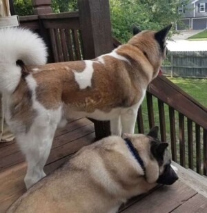 brodie the akita by lorenzo h (2)