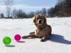 brody the golden retriever by chrisl