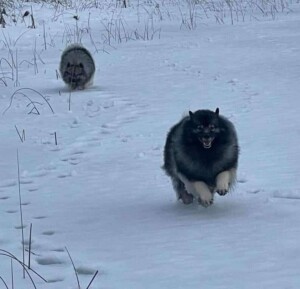 coop the keeshond by ln