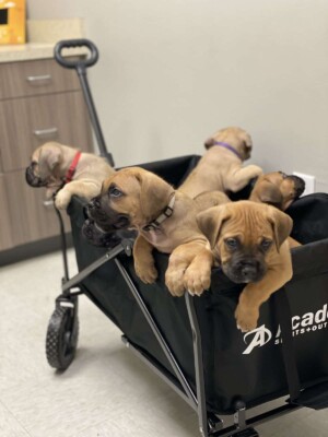 cane corso puppies by by deyanira v