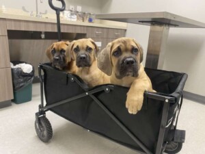 cane corso puppies cute stuff by by deyanira v