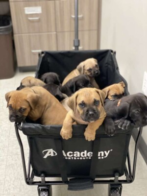 cane corso puppies in a basket by by deyanira v