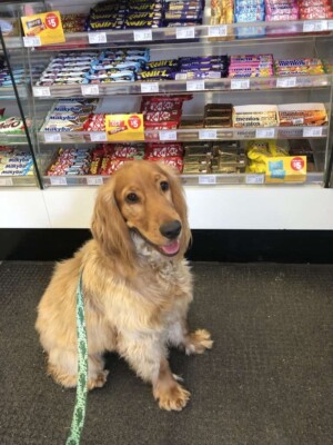 charlie the golden retriever in front off that candy he can't have by charlie18
