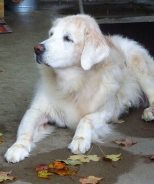 chloe my old golden retriever is sweet by linda b
