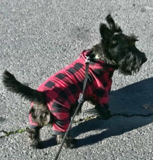 cinders the scottish terrier by kathy s