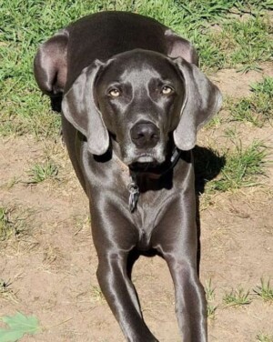 dakota the rescue weimaraner by vicky n
