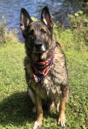 dallas the gsd by aly t
