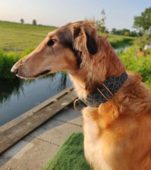 dialga the borzoi