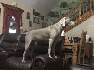 diesel the weimaraner by bullards weimaraners