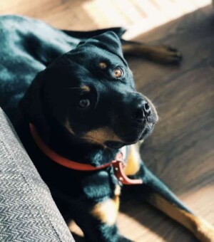 dotty the totty 3 year old rottweiler by d o t t y