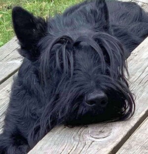 eddie the scottish terrier by stonegarth kennel