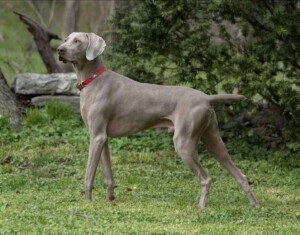 fynne the rescue weimaraner by karyn pb