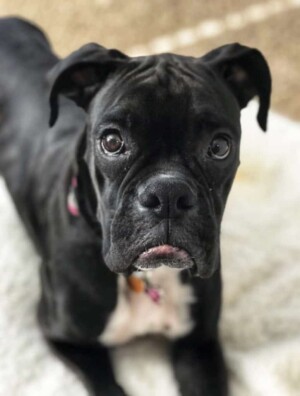 gracie mae the boxer dog by julie m