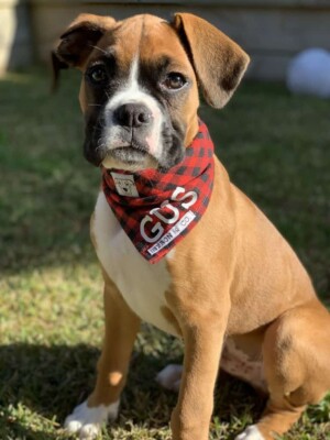 gus the handsome boxer dog by gus19
