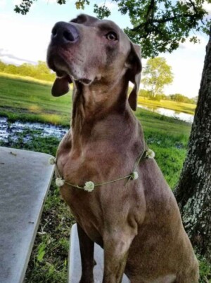 hans the weimaraner by hans w