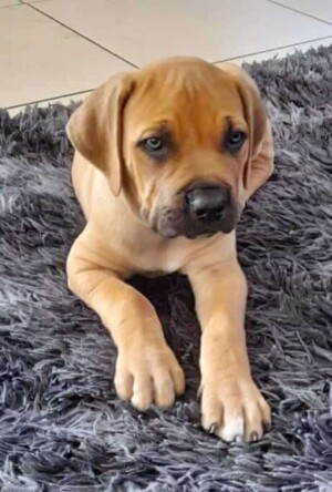 harley the female boerboel puppy by francois de (2)