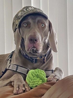 how about the weimaraner face by lana marie g