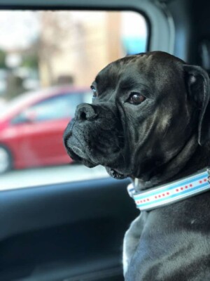 howie the boxer dog from chicago by howie the boxer
