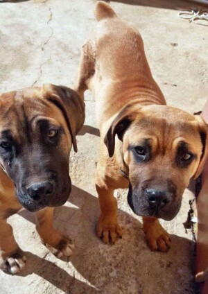 it's a boerboel invasion by tshepo s (2)