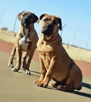 it's a boerboel invasion by tshepo s (3)