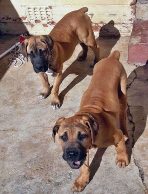 it's a boerboel invasion by tshepo s (4)