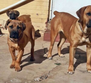 it's a boerboel invasion by tshepo s (5)