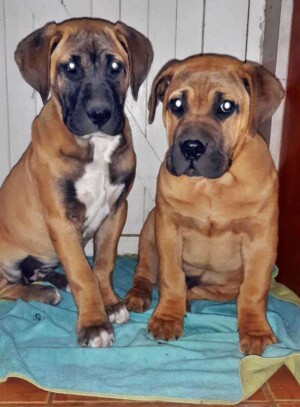 it's a boerboel invasion by tshepo s (6)