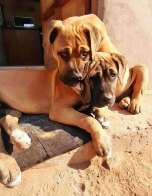 it's a boerboel invasion by tshepo s (7)