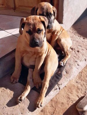 it's a boerboel invasion by tshepo s (8)