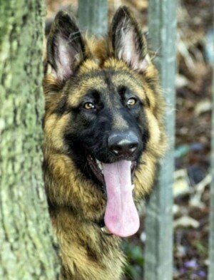 jack the gsd by sue w (1)