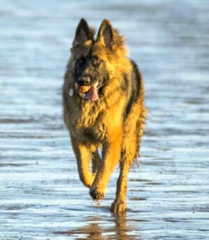 jack the gsd by sue w (2)
