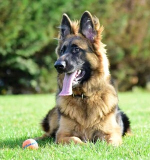 jack the gsd by sue w (3)