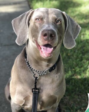 jager the weimaraner by suzanne c