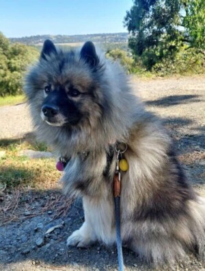 jasper the keeshond by tammy