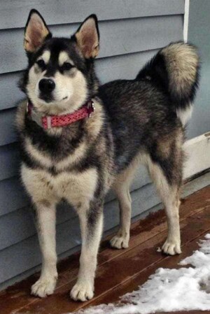 juneau the malamute by julie m
