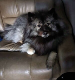 keeshond in my chair by unknown