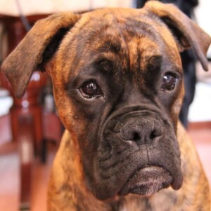 kendo the boxer dog by @kendo boxer (1)