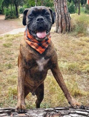 kendo the boxer dog by @kendo boxer (2)