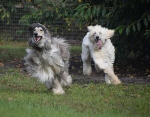 khalil and sandy afghan hounds by lesley p