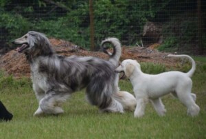 khalil and sandy at rest by lesley p