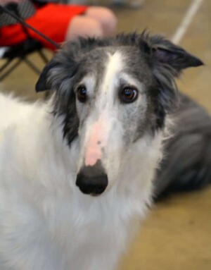 leisel the borzoi by anne
