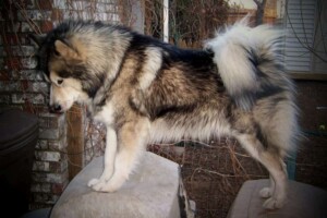 lilbearlobo the malamute by ted w