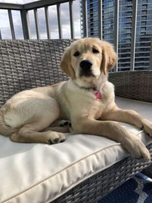 lily bug the golden retriever from atlanta by lilythegolden2018