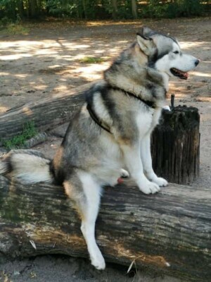 loki the alaskan malamute by loki thewulf