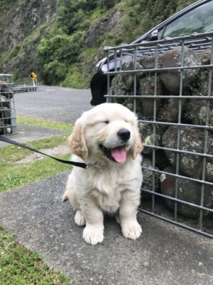 milo the golden retriever by milo thefluffball (1)