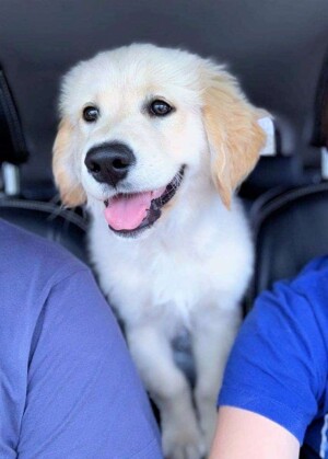 milo the golden retriever by milo thefluffball (1)